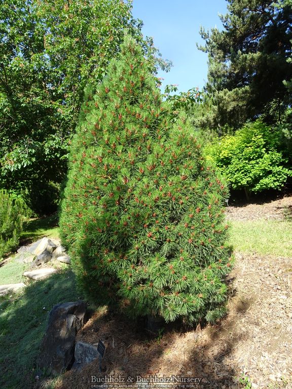 Pinus mugo 'Big Tuna’ Mugo Pine Tree
