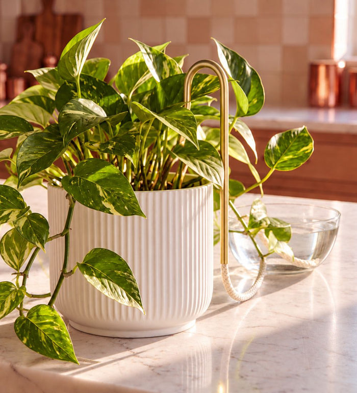 Plant Straw