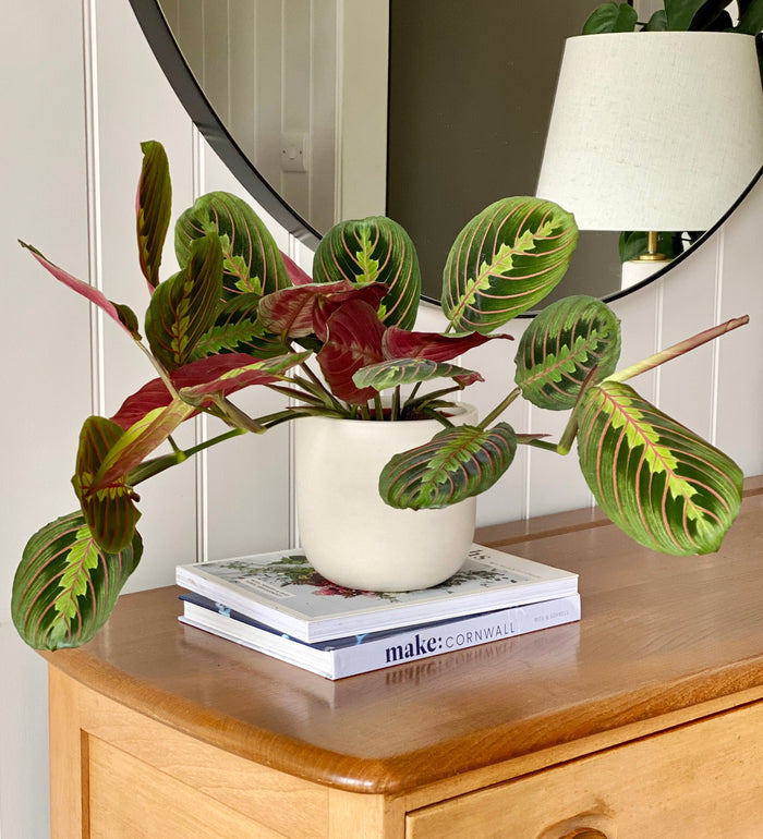 Prayer Plant & Graphite Earthenware