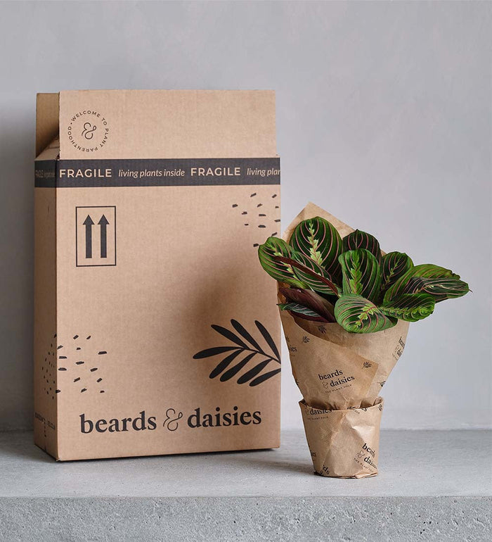 Prayer Plant & Graphite Earthenware