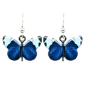 Sapho Longwing Butterfly