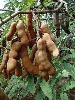 Shwe Hnin Fried Baby Tamarind Fruit with Dried Shrimp  (ရွှေ နှင်း မန် ကျည်း သီး အစိမ်း ကြော်) 🌶️🌶️🌶️🦐🦐🦐 - Myanmar Food USA