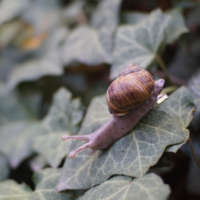 Snail Clip