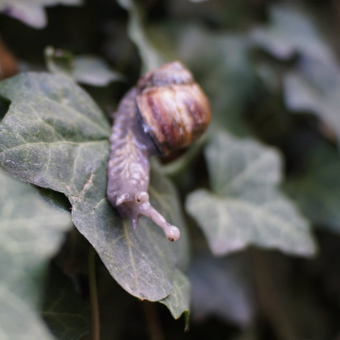 Snail Clip