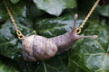Snail Necklace