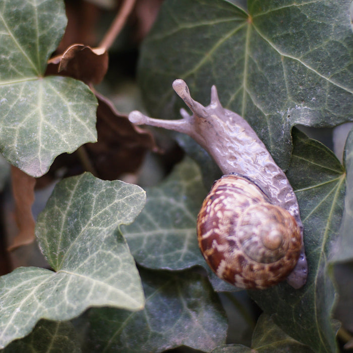 Snail Pin