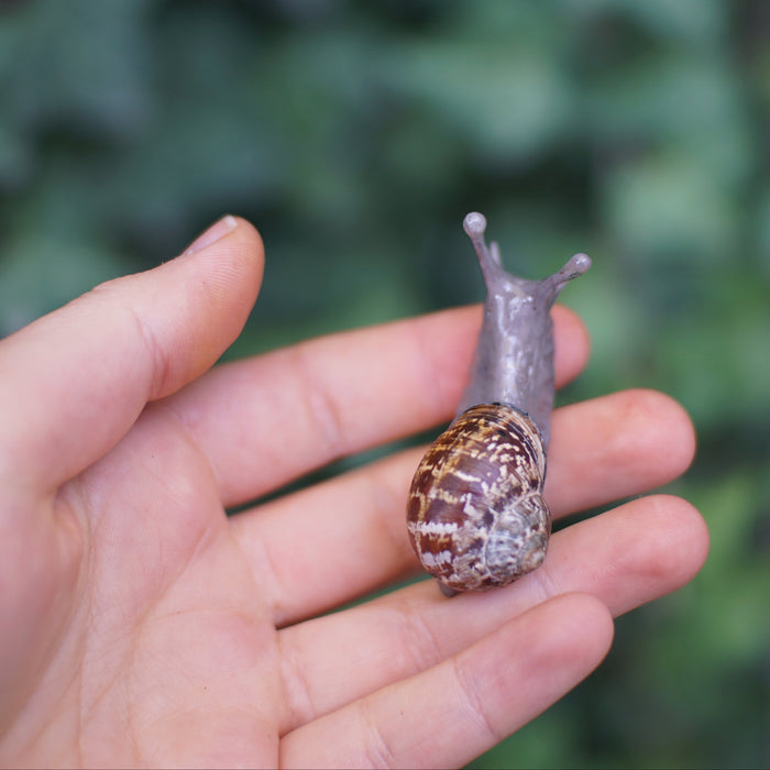 Snail Pin
