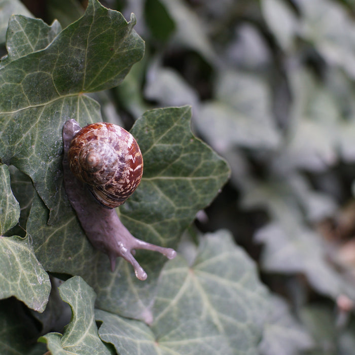 Snail Pin