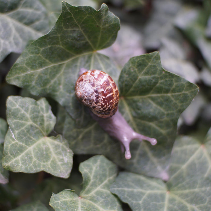 Snail Pin