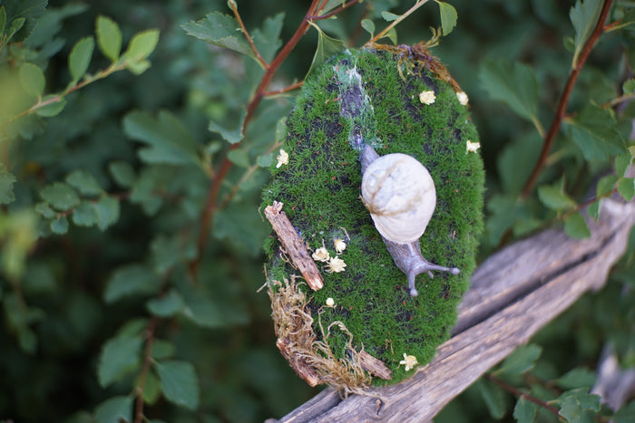 Snail Still Life Plaque