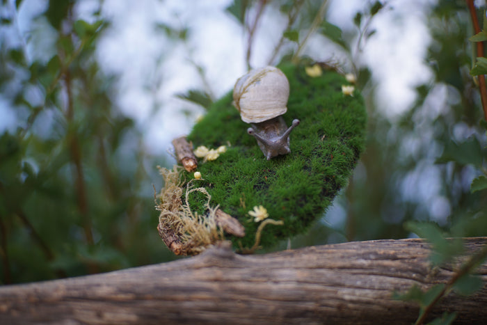 Snail Still Life Plaque