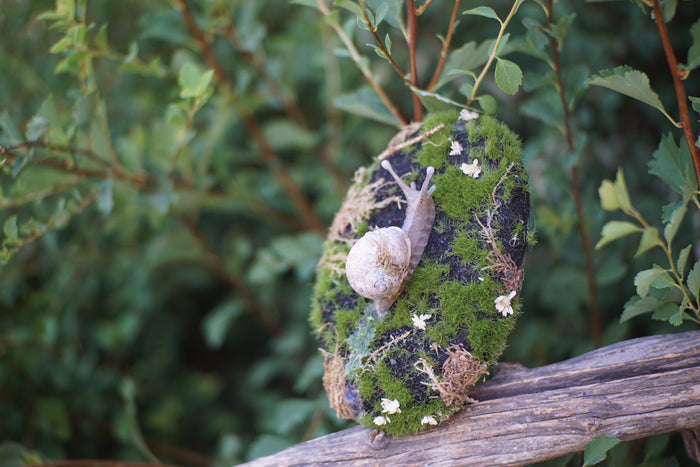 Snail Still Life Plaque