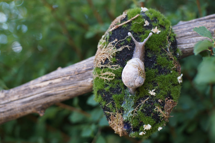 Snail Still Life Plaque