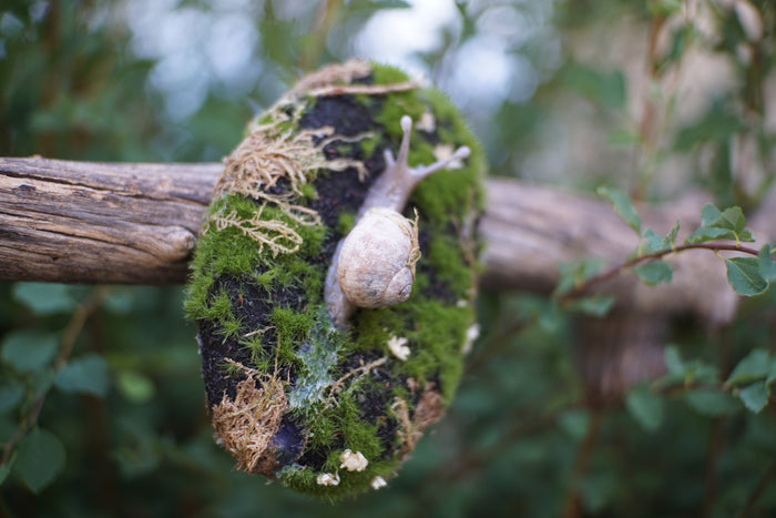 Snail Still Life Plaque