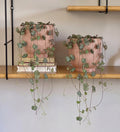 String of Hearts Pair