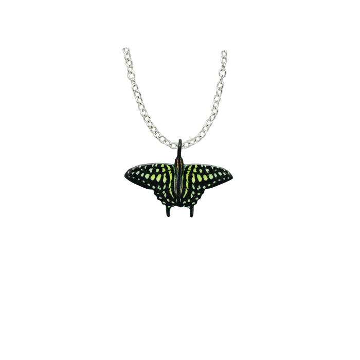 Tailed Jay Butterfly