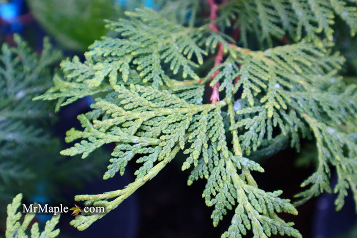 Thuja occidentalis 'Aureovariegata' Variegated Arborvitae - Mr Maple │ Buy Japanese Maple Trees