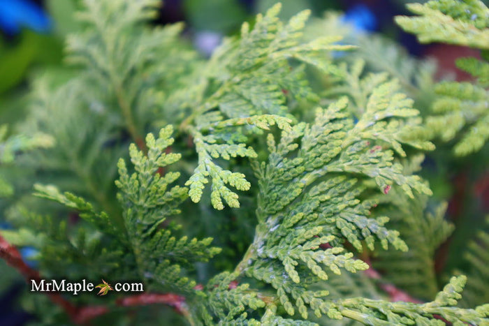 Thuja occidentalis 'Aureovariegata' Variegated Arborvitae - Mr Maple │ Buy Japanese Maple Trees