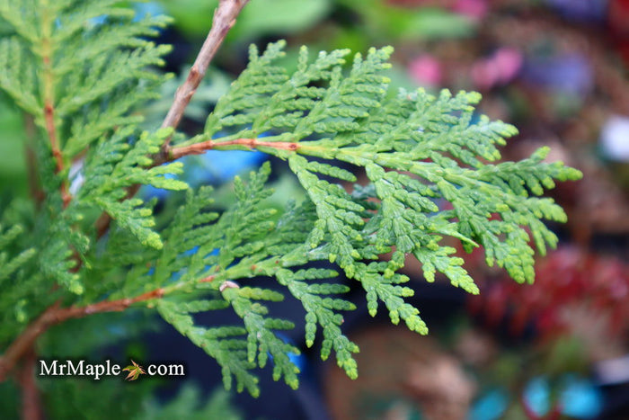 Thuja occidentalis 'Aureovariegata' Variegated Arborvitae - Mr Maple │ Buy Japanese Maple Trees