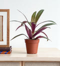 Tradescantia Spathacea