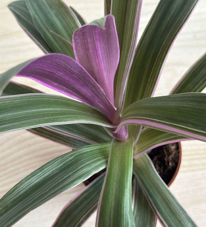 Tradescantia Spathacea