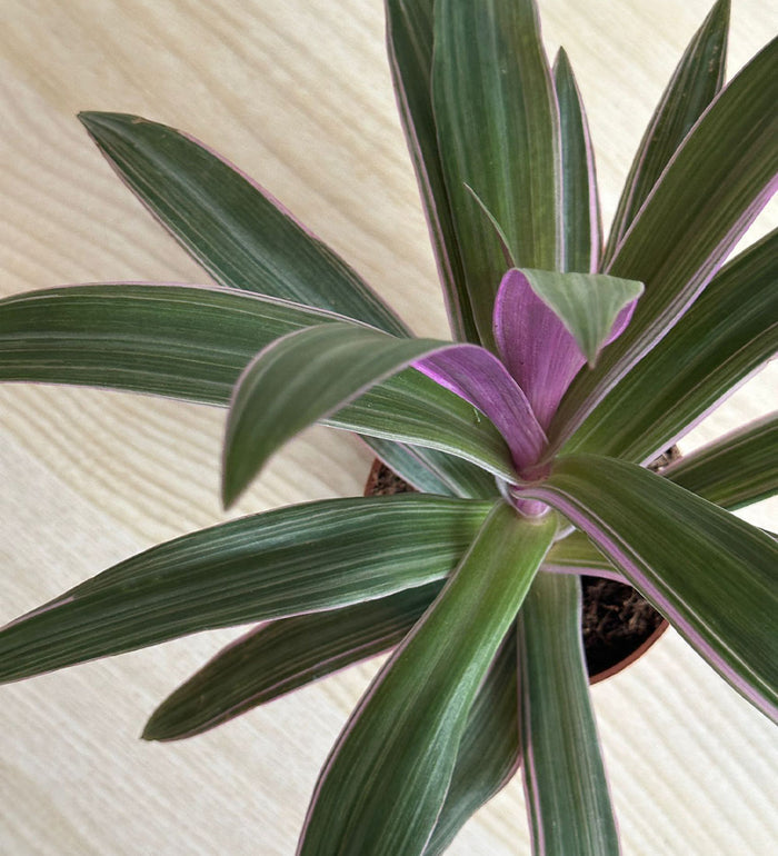 Tradescantia Spathacea