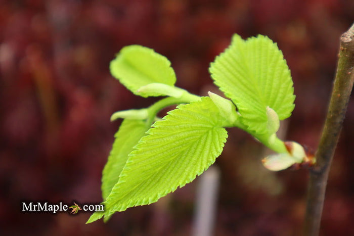 Ulmus procera 'Aurea' Golden English Elm - Mr Maple │ Buy Japanese Maple Trees