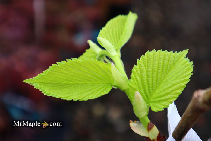 Ulmus procera 'Aurea' Golden English Elm - Mr Maple │ Buy Japanese Maple Trees