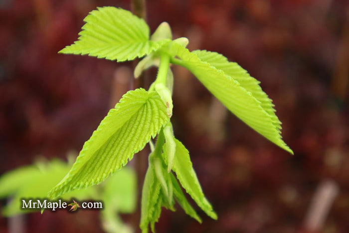 Ulmus procera 'Aurea' Golden English Elm - Mr Maple │ Buy Japanese Maple Trees